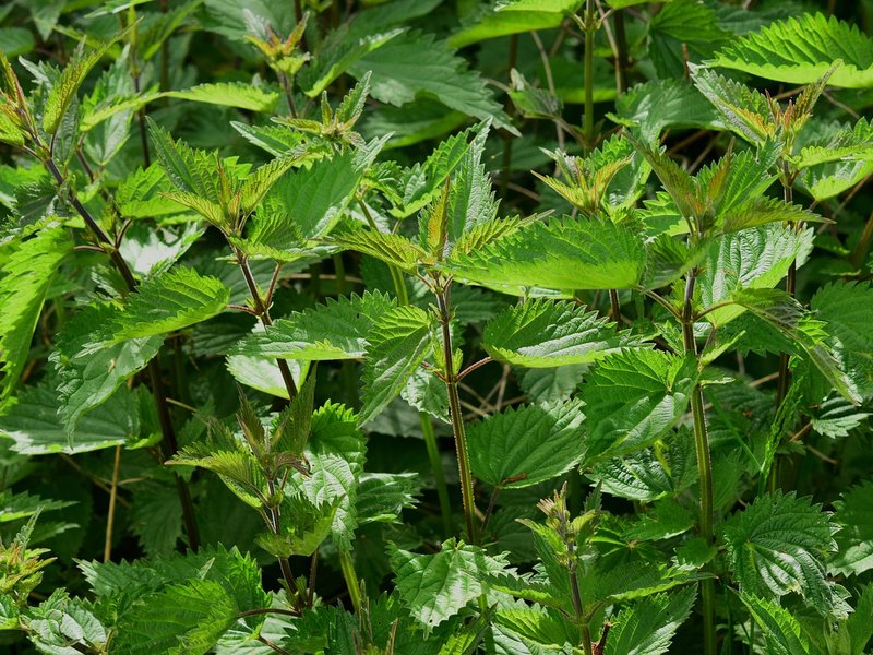 The Dandy Burrow