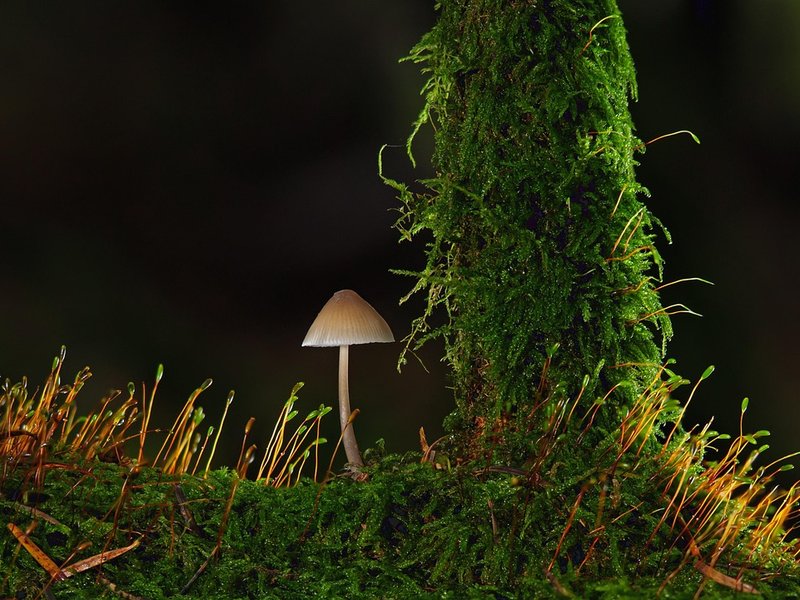The Dandy Burrow